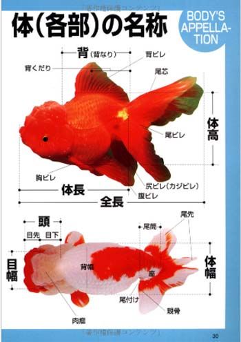 Fish Book Japanese Goldfish Ranchu Catalogue 5  