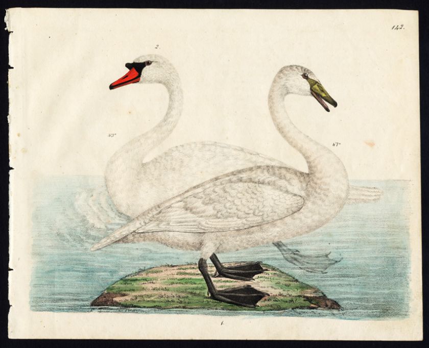 Rare Antique Bird Print MUTE SWAN WHOOPER SWAN Strack 1819  