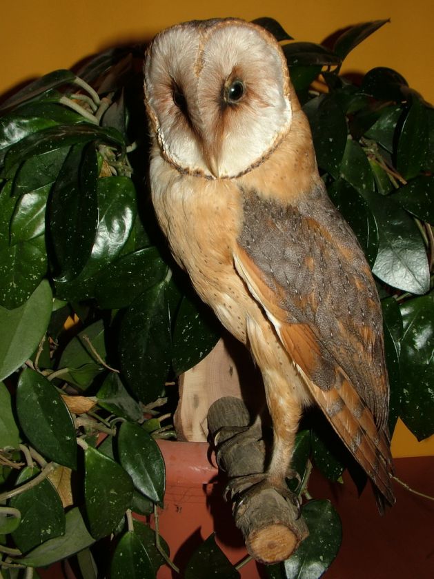 VICTORIAN MOUNTED / STUFFED BEAUTIFUL OWL TAXIDERMY  