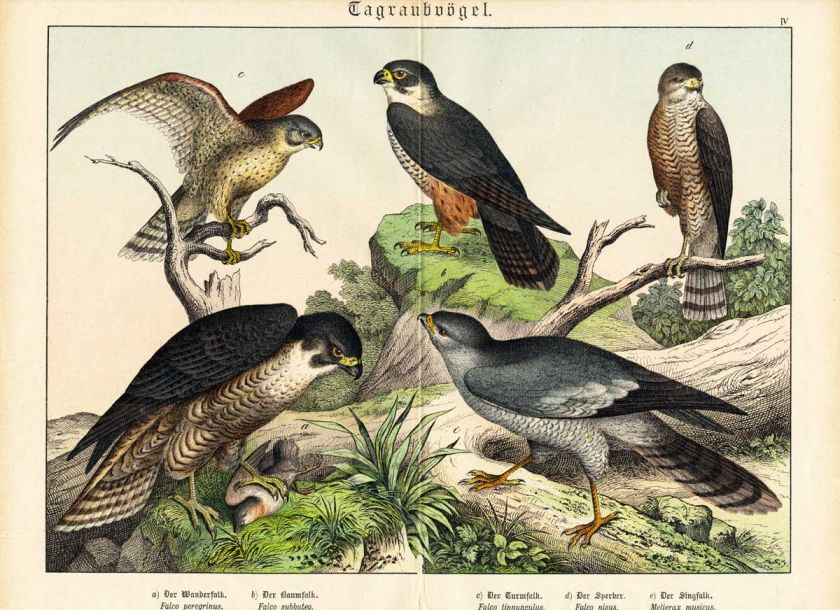 Antique Prints PEREGRINE FALCON HOBBY KESTREL SPARROWHAWK GOSHAWK 