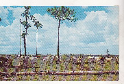 VINTAGE POSTCARD BRAHMAN CATTLE ON RANGE, LAKE OKEECHOBEE FLORIDA 