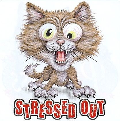 Stressed out Cat   Funny/Humorous Animal T Shirt  