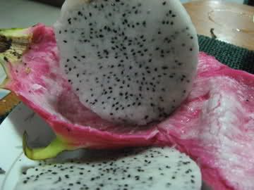 WHITE DRAGON FRUIT VINE CUTTINGS(PITAHAYA)   With 10 Inch Cutting or 