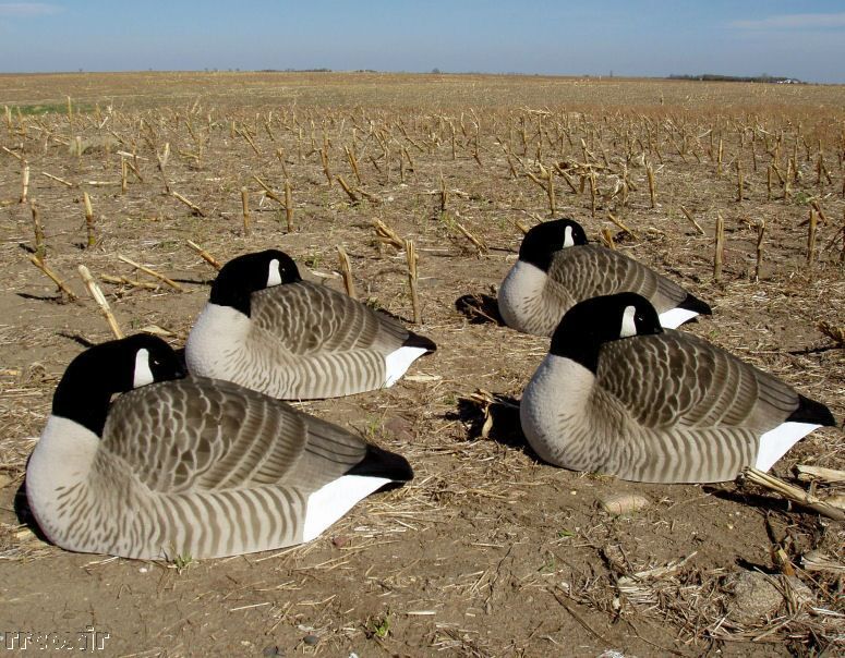   GREENHEAD GEAR ELITE CANADA GOOSE SLEEPER DECOYS 700905710645  