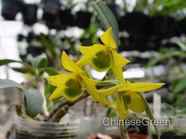 CGDendrobium trigonopus Rare Orchid Species Cold Hardy BS  