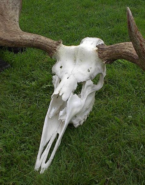 LARGE Moose 15 Point Shed Taxidermy Horns 39x32 Antlers With FULL 