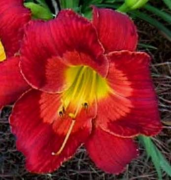 DAYLILY*CHANGE OF HEART   SF   L4B   Joiner, ER 2000  