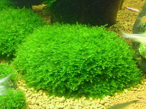   BAG 5x6cm   Live Aquarium Plant Fish Fern java water plants co2 nana