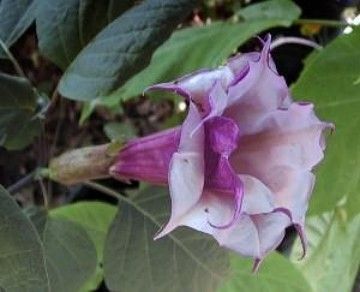 Angels Trumpet Double Purple (Datura metel) 25+ SEEDS  