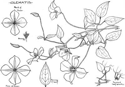 Arts & Crafts Art Nouveau Plant Form Design Reference  