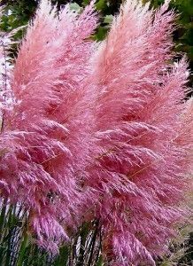   yard garden outdoor living flowers trees plants ornamental grasses