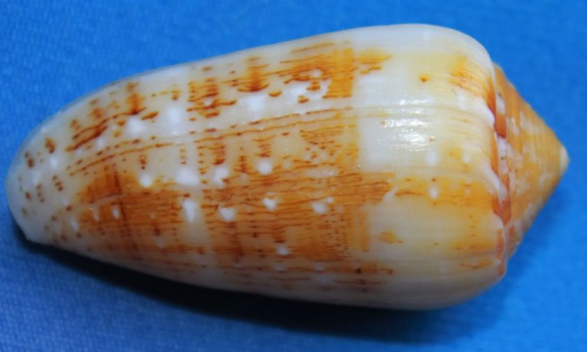  Conus Floccatus Magdalenae 51mm Gem Kiener 1845 caught in 20 meters 