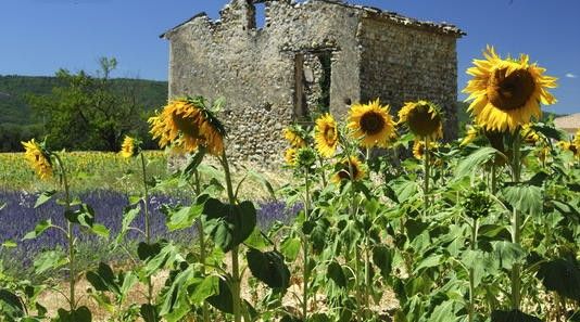   SUNFLOWERS TERRACOTTA FRENCH MADE PROVENCE TABLECLOTH, NEW  