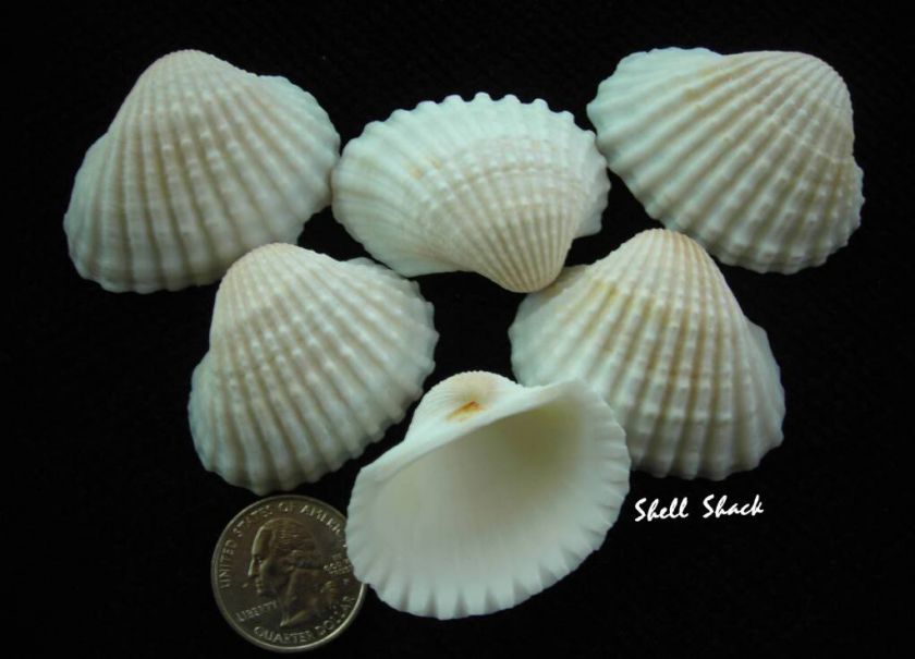 CRAFT SHELLS   24 Large White Ark 2 Seashells   FREE ship  